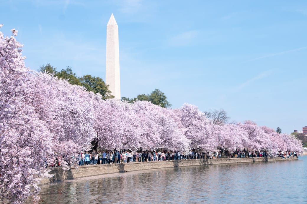 Cherry blossoms in full bloom on the Potomac - image courtesy of Yeon Choi (@yeonji12) at Unsplash